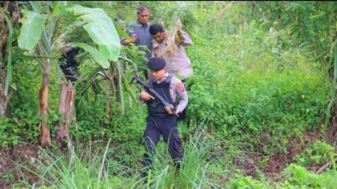 Ladang ganja yang ditemukan oleh polisi di Madina. 