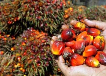 Kenaikan Harga TBS Sawit di Sumut Berlanjut