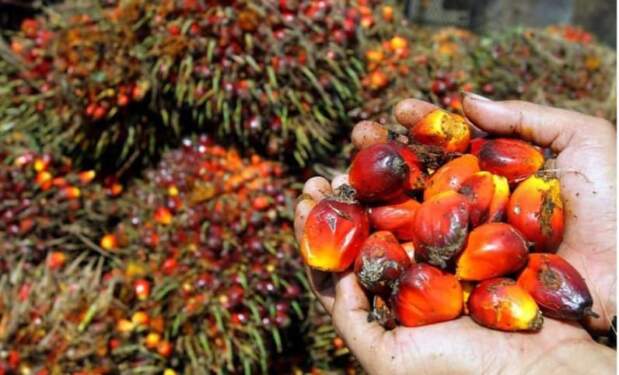Foto: Buah sawit.