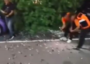 Ratusan Burung Pipit Mati Tersambar Petir, Kok Bisa?