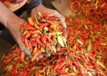 Cuaca Buruk, Harga Cabai Merah di Medan Melambung