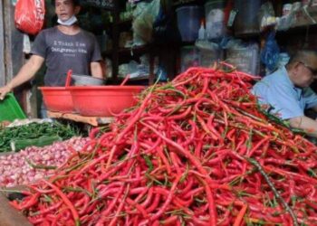 Harga Cabai di Sumut Terus Anjlok