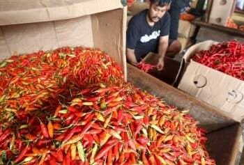 Harga Cabai Rawit Naik jadi Segini