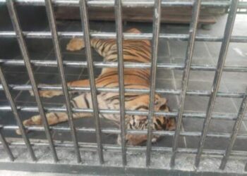 Anggi, Harimau Sumatera di Medan Zoo Sekarat
