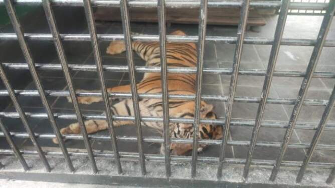 Foto: Harimau Sumatera, Anggi di Medan Zoo.