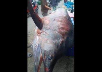 Asahan Dihebohkan Ikan Marlin Raksasa 450 Kg