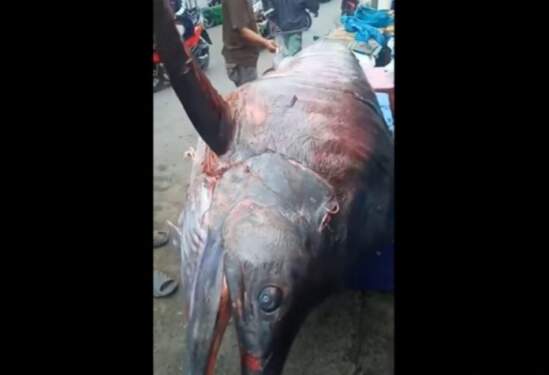 Foto: Tangkapan ikan marlin raksasa oleh nelayan Tanjung Balai-Asahan.