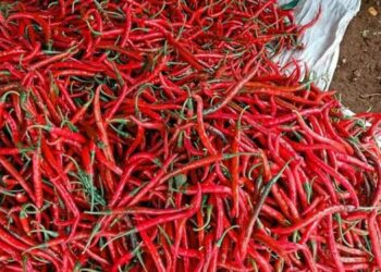 Harga Cabai Merah-Cabai Rawit di Sumut Turun, Ini Penyebabnya