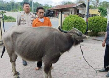 2 Maling Kerbau di Taput Diringkus, 2 Lolos