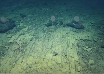 Susunan Bata Kuning Misterius Ditemukan di Dasar Laut Hawaii