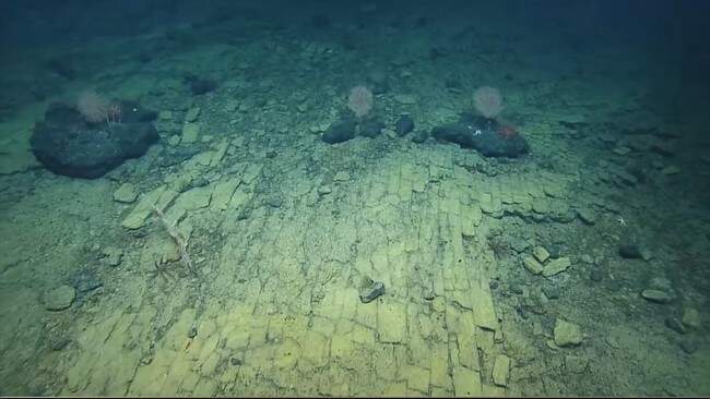 Foto: Sebuah ekspedisi di sebelah utara Kepulauan Hawaii pada 2022 berhasil menemukan susunan batu bata seperti jalan di dasar laut.