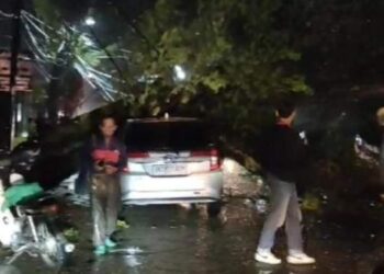 Pohon Tumbang di Titi Kuning Timpa Mobil