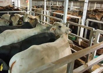 Indonesia Bakal Impor 2 Juta Ekor Sapi