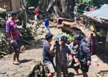 9 Orang Tewas Tertimpa Pohon Tumbang