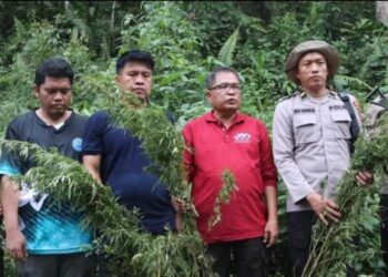 1,5 Hektare Ladang Ganja Ditemukan di Mandailing Natal