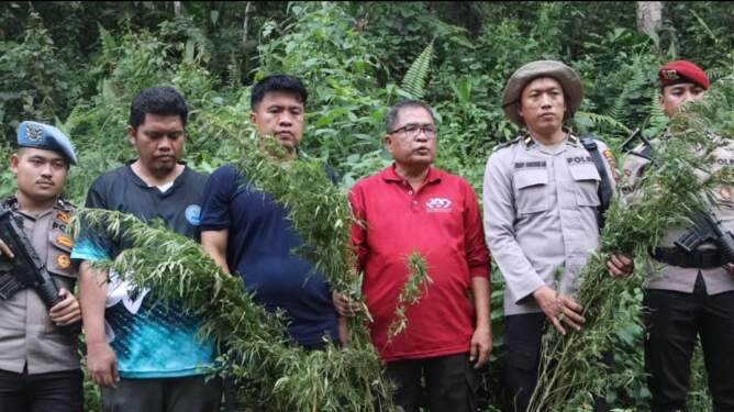 Foto: BNNK dan Polres Madina menemukan 1,5 hektare ladang ganja di bukit Tor Sihite, Kecamatan Panyabungan Timur, Selasa (10/12) .