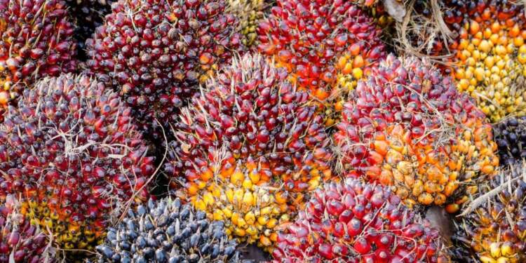 Foto: Buah sawit.