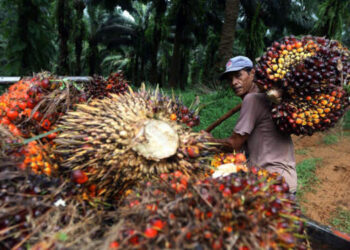 Harga TBS Sawit di Sumut Turun!