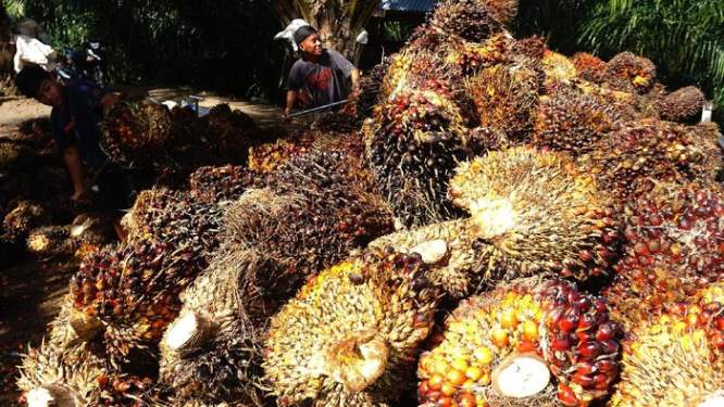 Foto: Buah sawit.