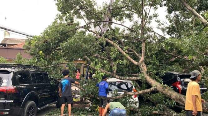 Foto: 4 unit mobil mewah yang tertimpa pohon mahoni di Jalan Abdullah Lubis, Medan.