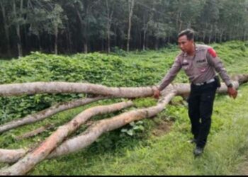 Ibu-Anak di Simalungun Tertimpa Ranting Pohon, Begini Kondisinya