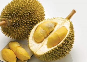 Wajib Dicoba! Ini 7 Jenis Durian Terenak Asli Indonesia