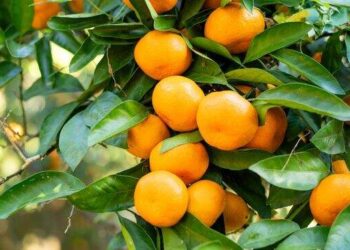 Ini Sederet Manfaat Tangerine, Buah Imlek yang Rasanya Manis
