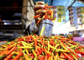 Harga Cabai Rawit Meroket!
