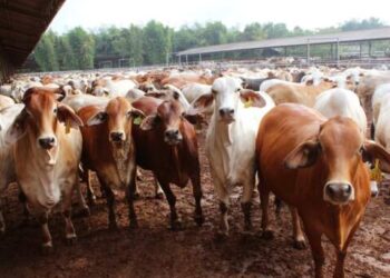Indonesia Impor 2 Juta Sapi 5 Tahun ke Depan