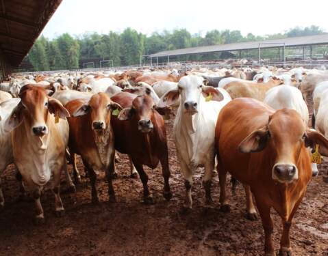 Foto: Sapi impor.