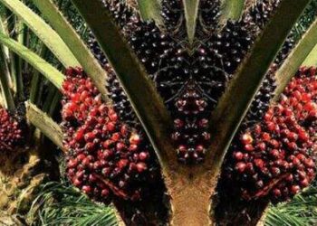 Harga TBS Sawit di Sumut Merosot