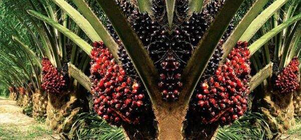 Foto: Buah sawit.
