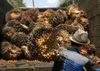 Harga TBS di Sumut Makin Anjlok!