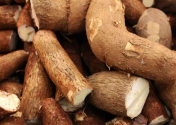 Pemerintah Tetapkan Harga Singkong Paling Rendah Rp 1.350/Kg