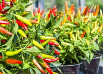 Tembus Rp 80 Ribu per Kg, Harga Cabai Merah di Sumut ‘Sangat Pedas’