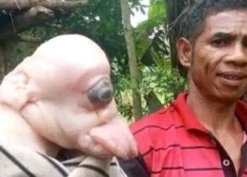 Anak Babi Bermata Satu Mirip Manusia Bikin Geger