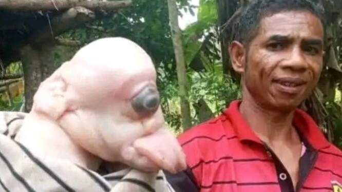 Anak babi bermata satu dan mirip manusia di RT 08, RW 03, Desa Oelami, Kecamatan Bikomi Selatan, Kabupaten TTU, NTT. 