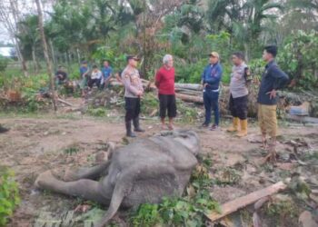 Gajah Ditemukan Mati di Aceh Timur