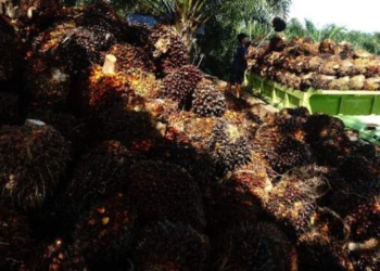 Harga TBS Sawit di Sumut Naik Lagi