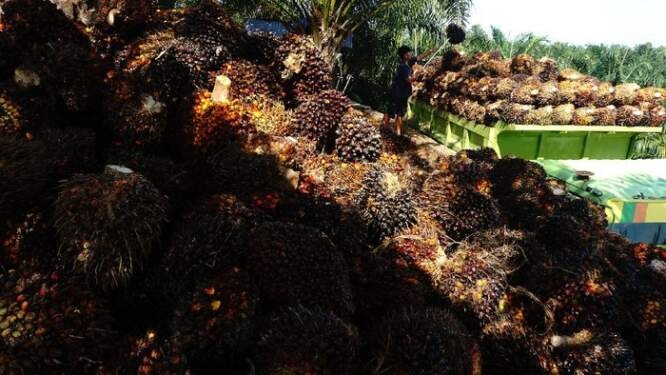 Buah sawit.