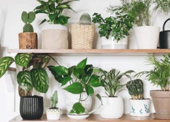 9 Tanaman Hias Pembawa Keberuntungan Menurut Feng Shui, Ini Daftarnya