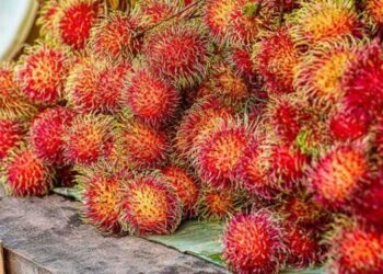 Terungkap! Ibu Hamil Ternyata Tak Boleh Banyak Makan Rambutan