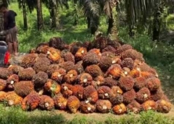 Jelang Ramadan, Harga Sawit di Sumut Naik