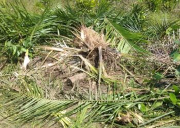 Kebun Warga di Aceh Timur Rusak Diobrak-abrik Kawanan Gajah