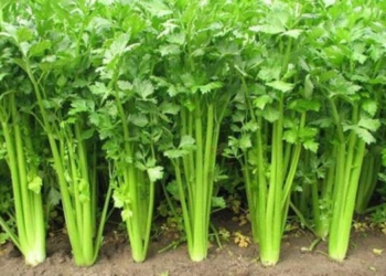 6 Sayuran Penurun Darah Tinggi, Boleh Dicoba