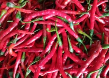 Mahal, Harga Cabai di Deli Serdang-Medan Tembus Rp 100 Ribu Per Kilo