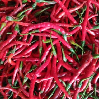 Cabai merah.