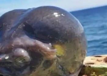 Viral! Ikan Laut Ini Bentuknya Mirip Kepala Alien