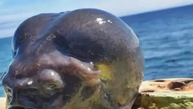 Ikan mirip alien ditemukan di Rusia.
