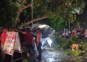 Pohon di Paluta Tumbang Menimpa Mobil Penjual Kue